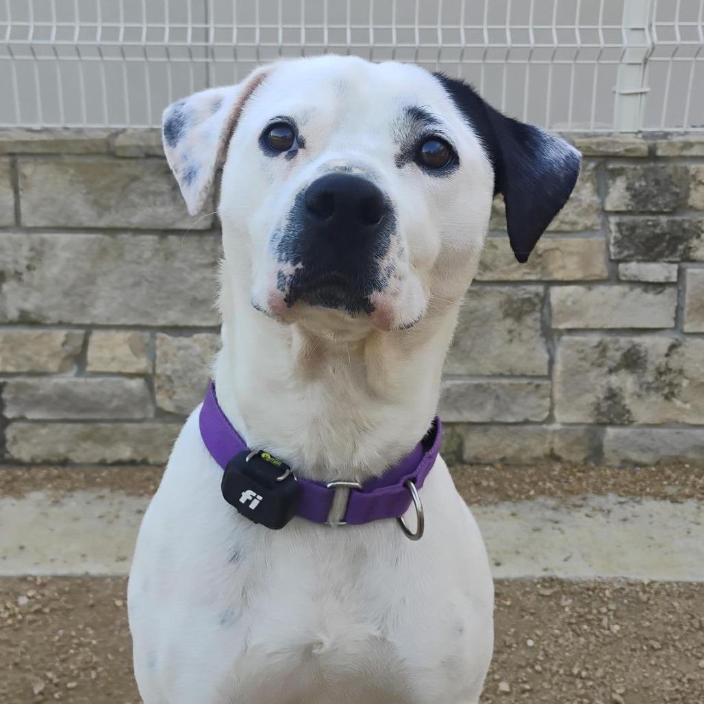 Harley, Adoptable, Adult Male Mixed Breed.