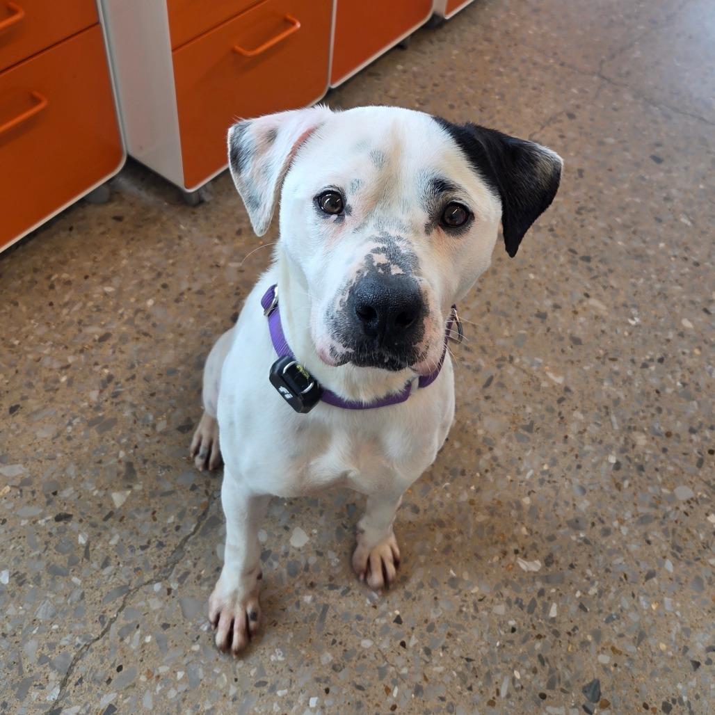 Enlarge Harley, a Adoptable Mixed Breed in Bentonville, AR image 2/6