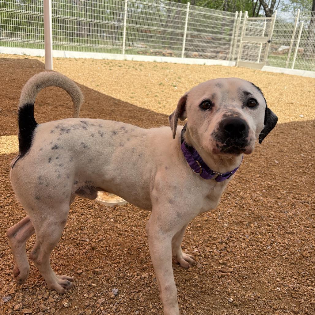 Enlarge Harley, a Adoptable Mixed Breed in Bentonville, AR image 3/6