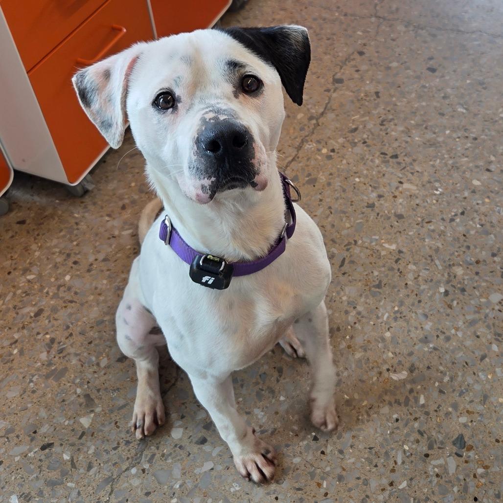 Enlarge Harley, a Adoptable Mixed Breed in Bentonville, AR image 4/6