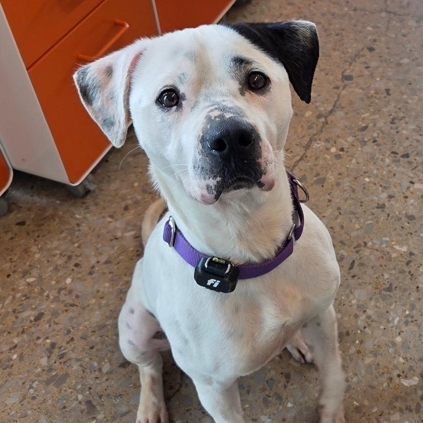 Enlarge Harley, a Adoptable Mixed Breed in Bentonville, AR image 4/6