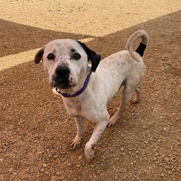 Enlarge Harley, a Adoptable Mixed Breed in Bentonville, AR image 5/6