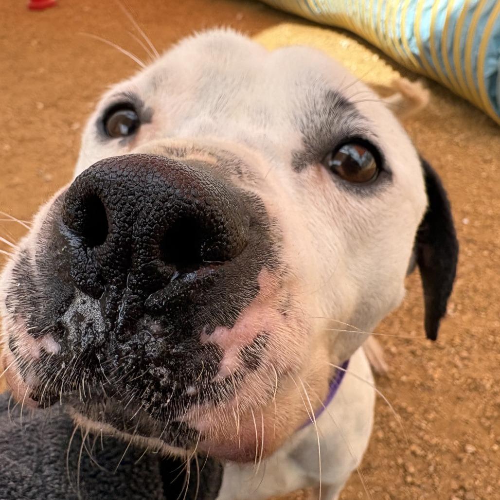 Enlarge Harley, a Adoptable Mixed Breed in Bentonville, AR image 6/6