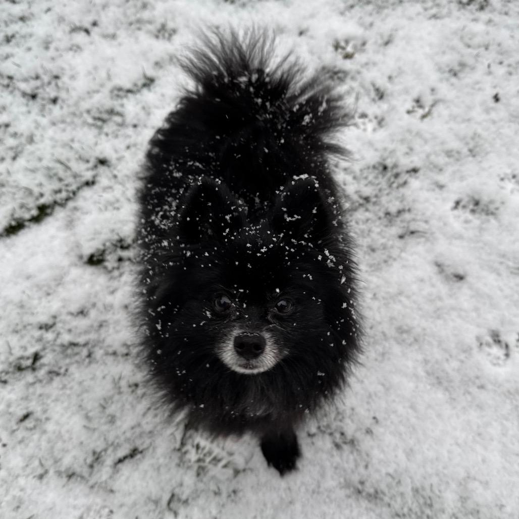 Winston, Adoptable, Adult Male Pomeranian.