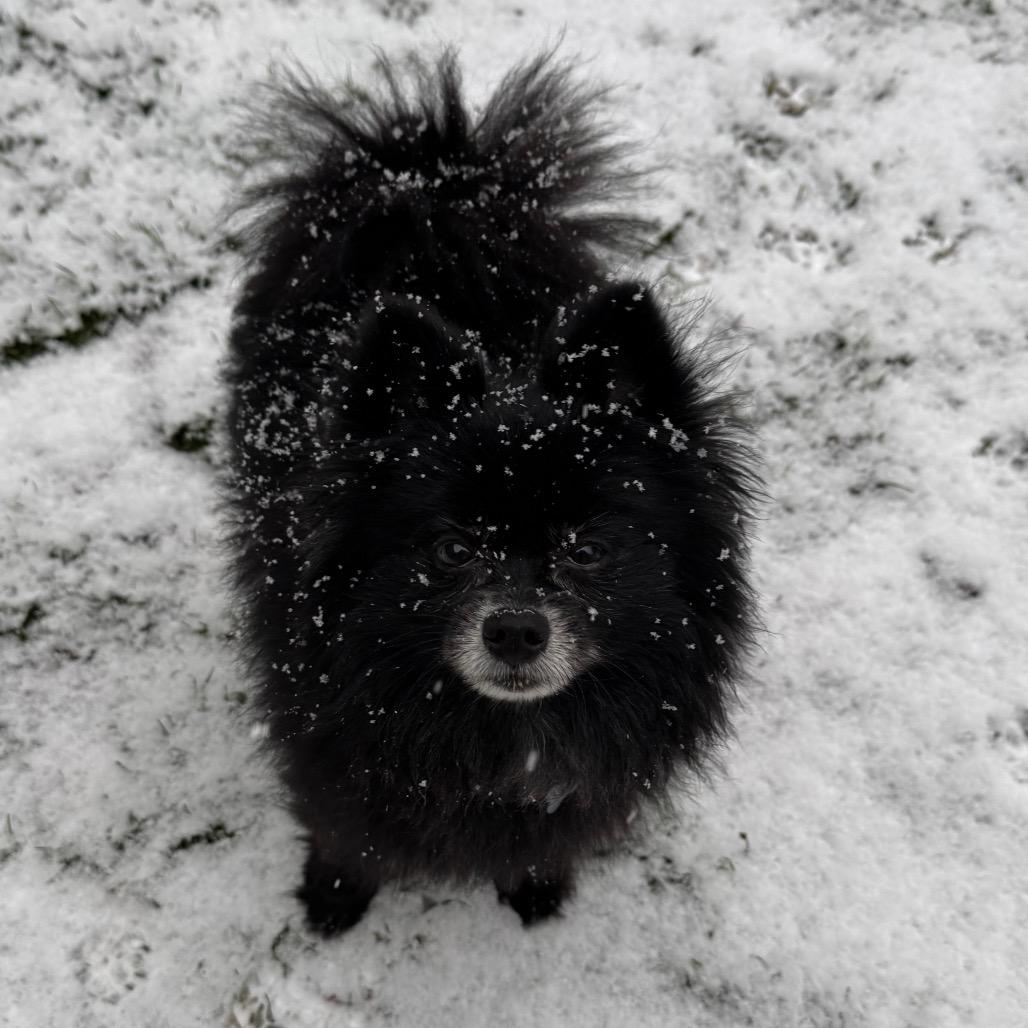 Enlarge Winston, a Adoptable Pomeranian in Middlebury, VT image 2/4