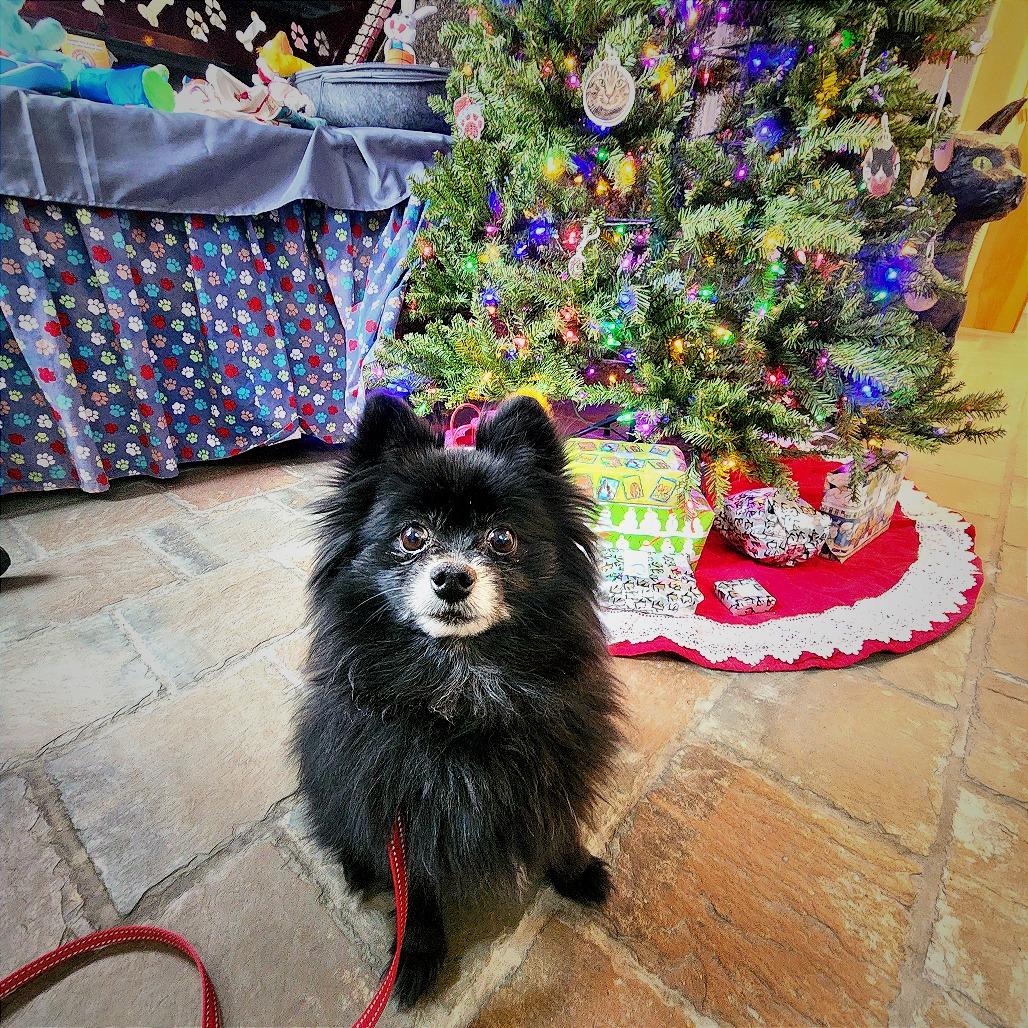 Enlarge Winston, a Adoptable Pomeranian in Middlebury, VT image 3/4