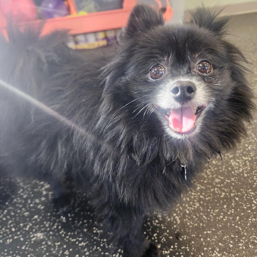 Enlarge Winston, a Adoptable Pomeranian in Middlebury, VT image 4/4