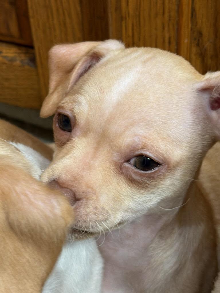 Cindy, Adoptable, Puppy Female Chihuahua & Maltese.