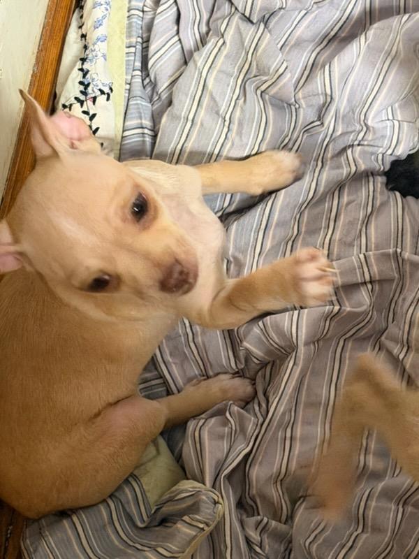 Enlarge Cindy, a Adoptable mixed breed in Hewitt, NJ image 2/2