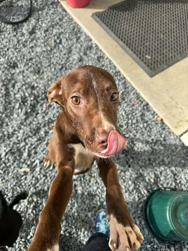 DANCER, Adoptable, Puppy Female Labrador Retriever.