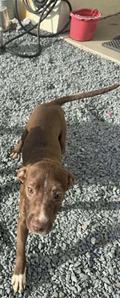 Enlarge DANCER, a Adoptable mixed breed in Dutton, VA image 2/2