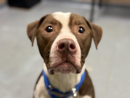 Enlarge Cooleyo, a Adoptable mixed breed in Maumee, OH image 1/3