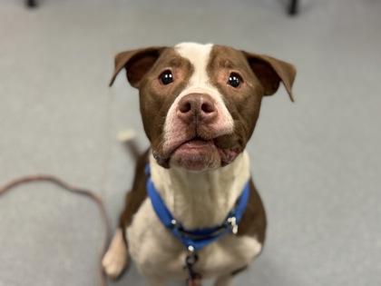 Enlarge Cooleyo, a Adoptable mixed breed in Maumee, OH image 2/3