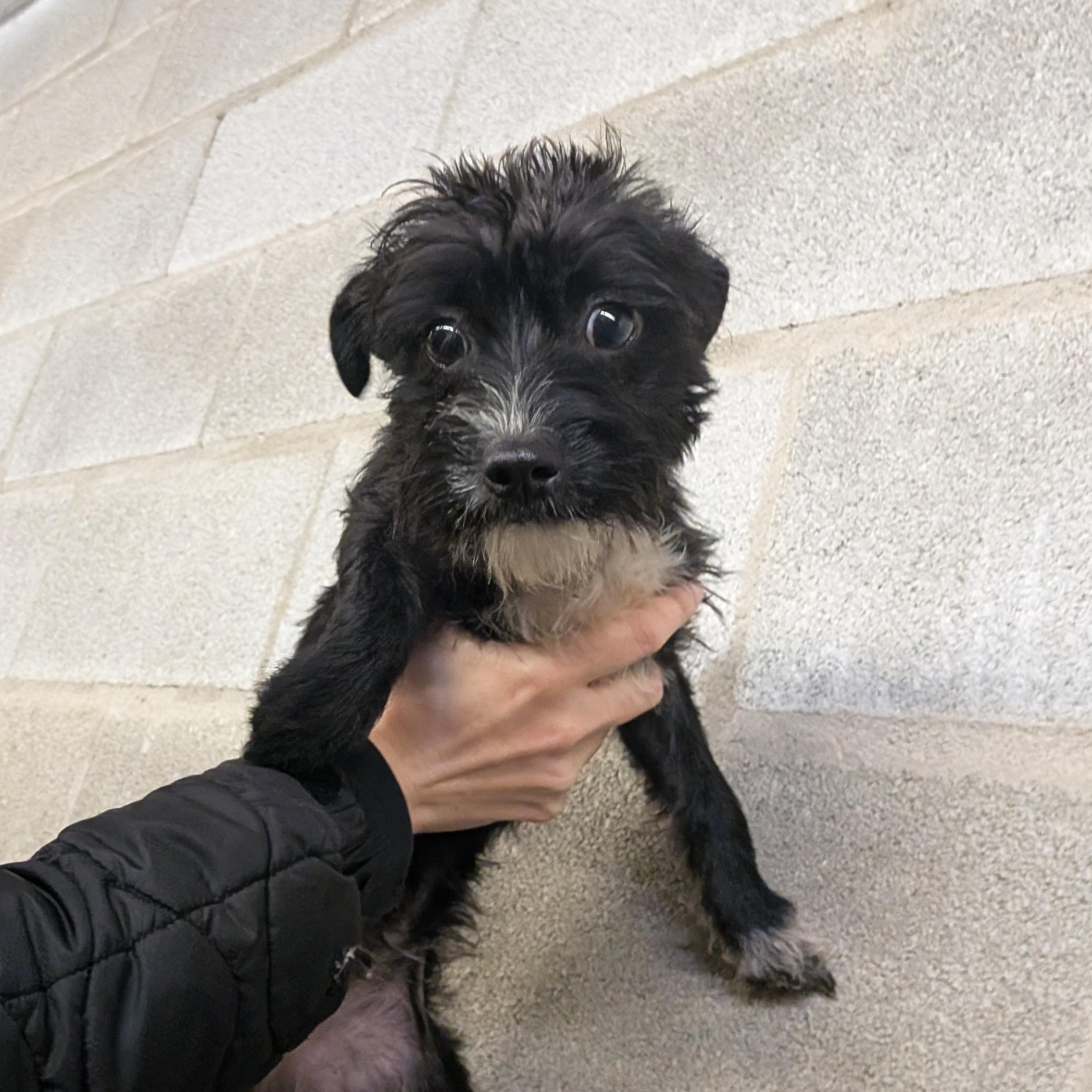 Enlarge Jetta, an adopted mixed breed in Hermiston, OR image 2/4