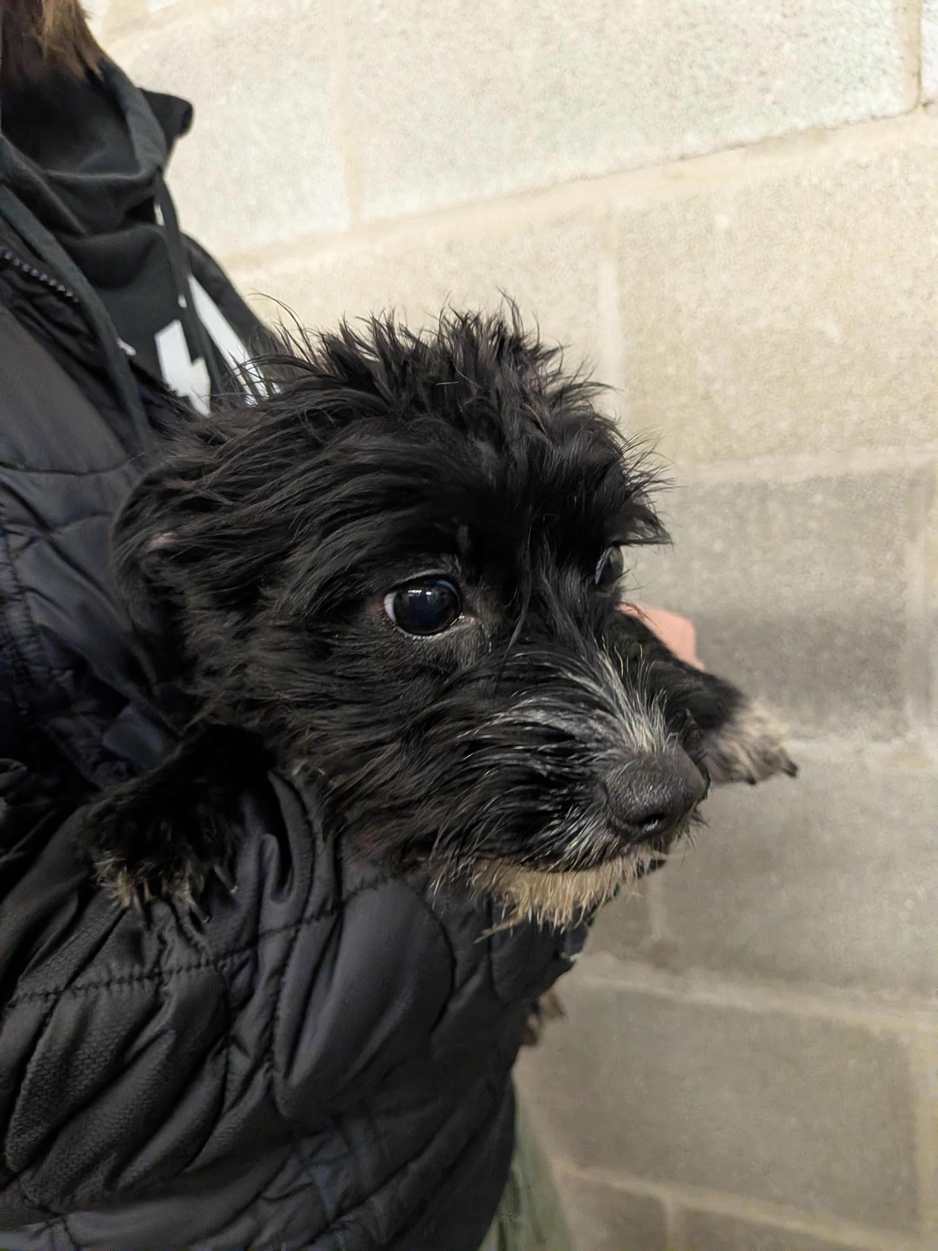 Enlarge Jetta, an adopted mixed breed in Hermiston, OR image 4/4