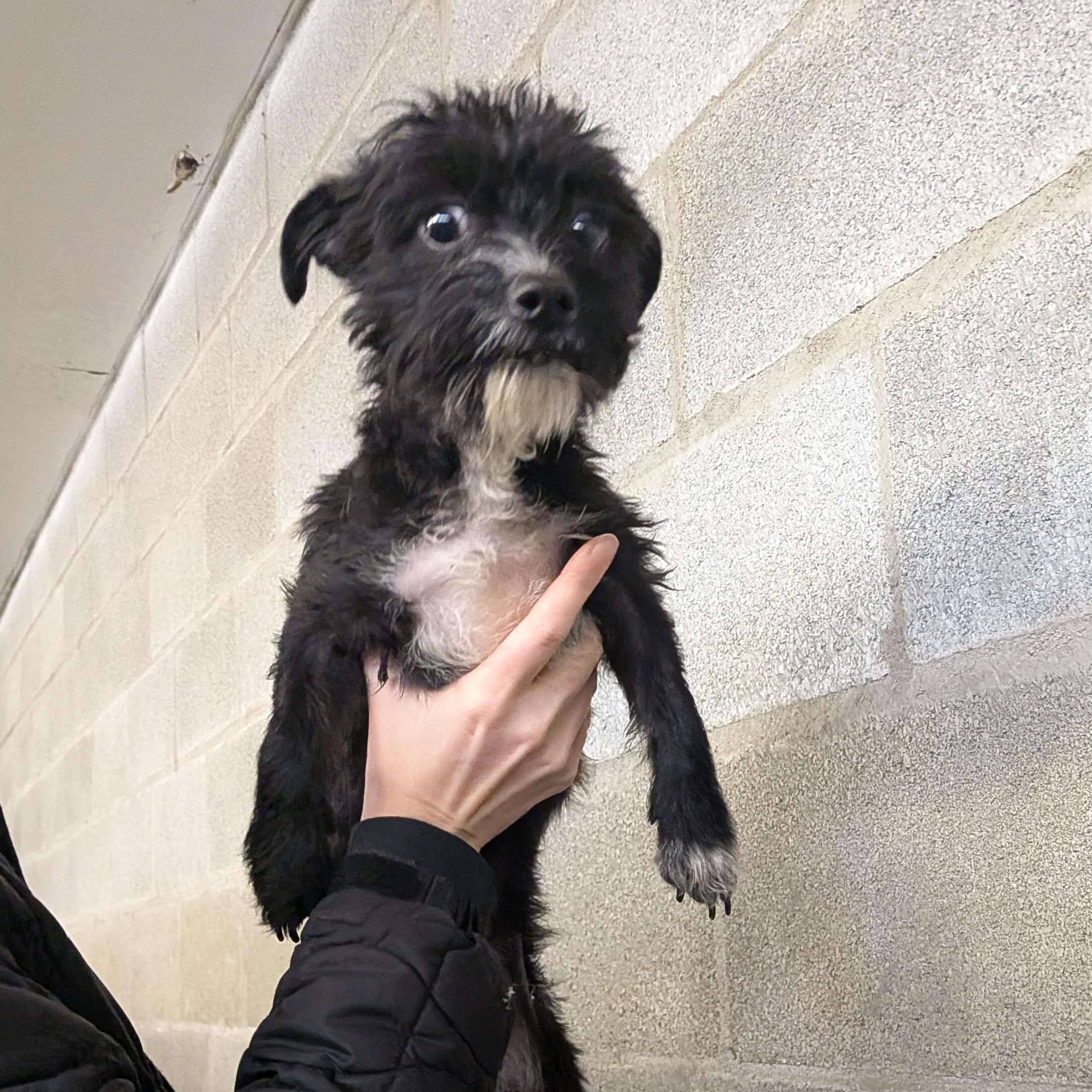 Jetta, adopted, Adult Female Cairn Terrier & Chihuahua.