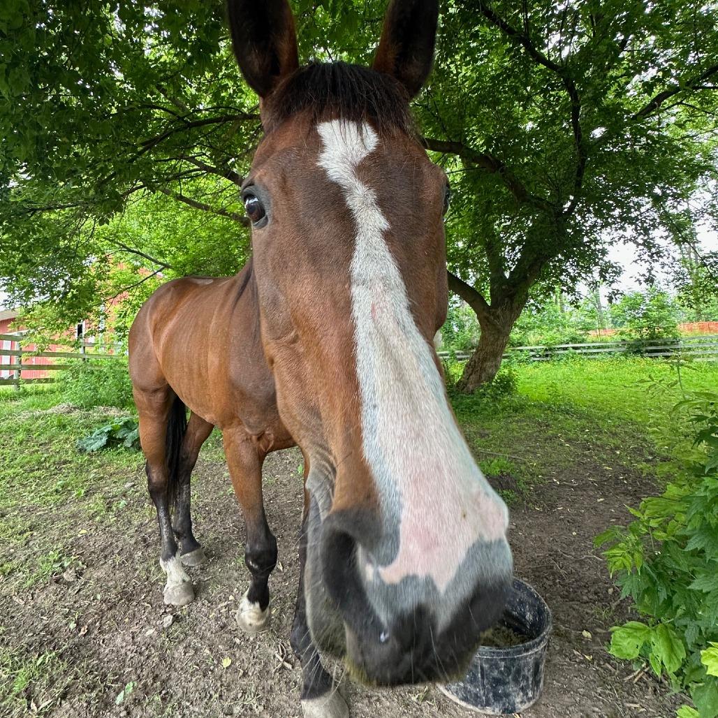Lindsay - Lohanesberg, Adoptable, Senior Female Quarterhorse.