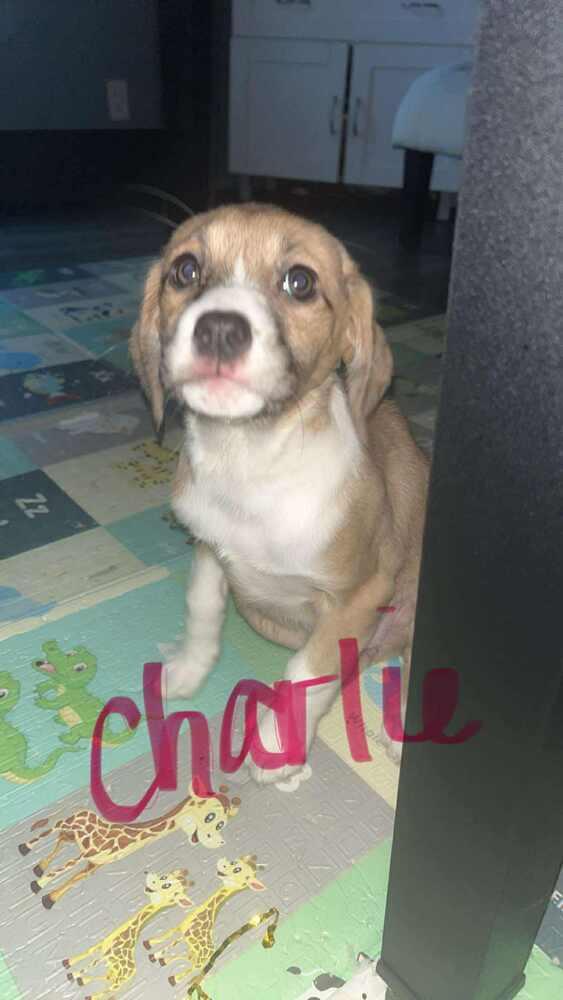Charlie, Adoptable, Puppy Female Beagle.