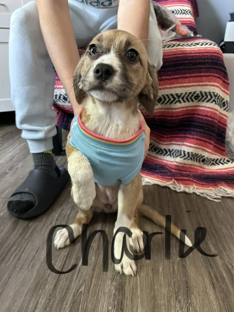 Enlarge Charlie, a Adoptable mixed breed in Auburn, PA image 2/2