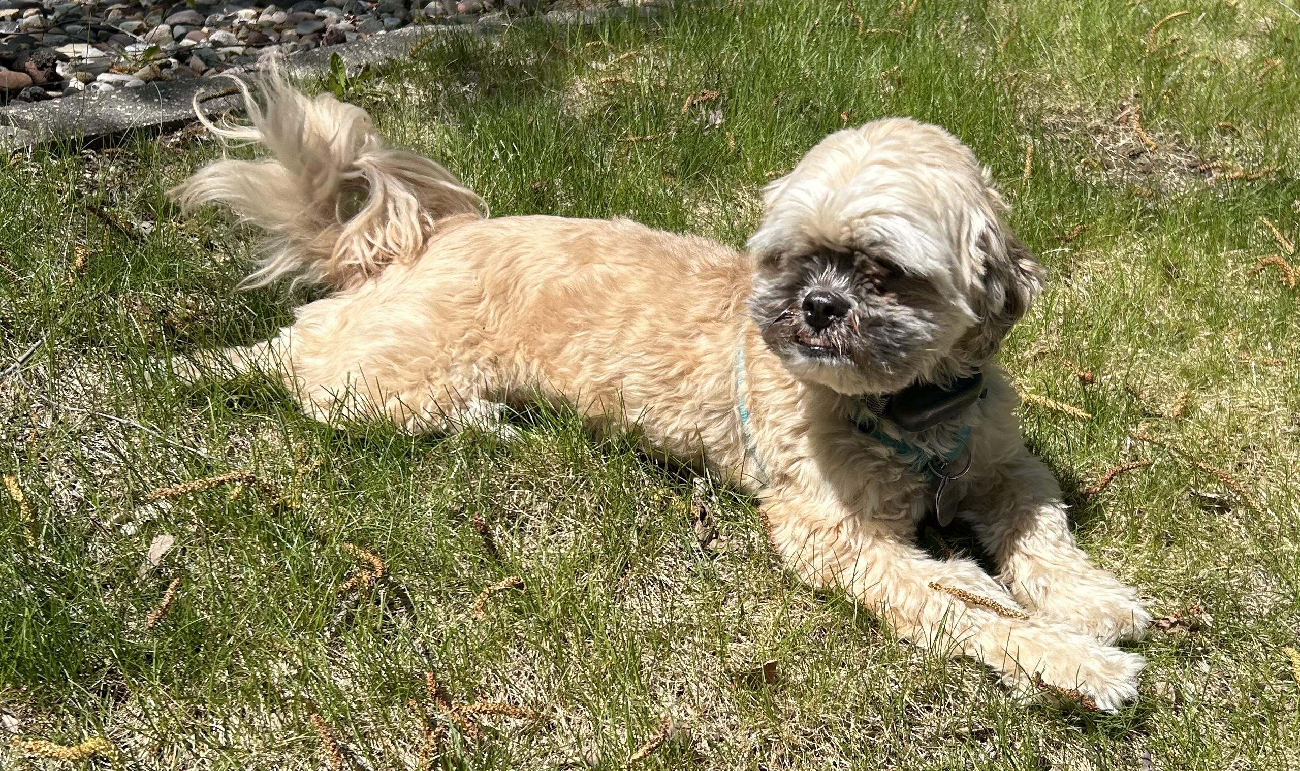 Chewy - photo 1