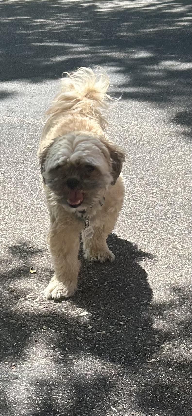 Chewy - photo 2