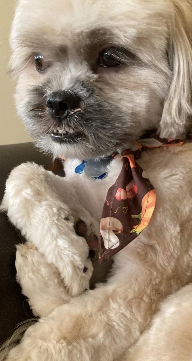 Chewy - photo 3
