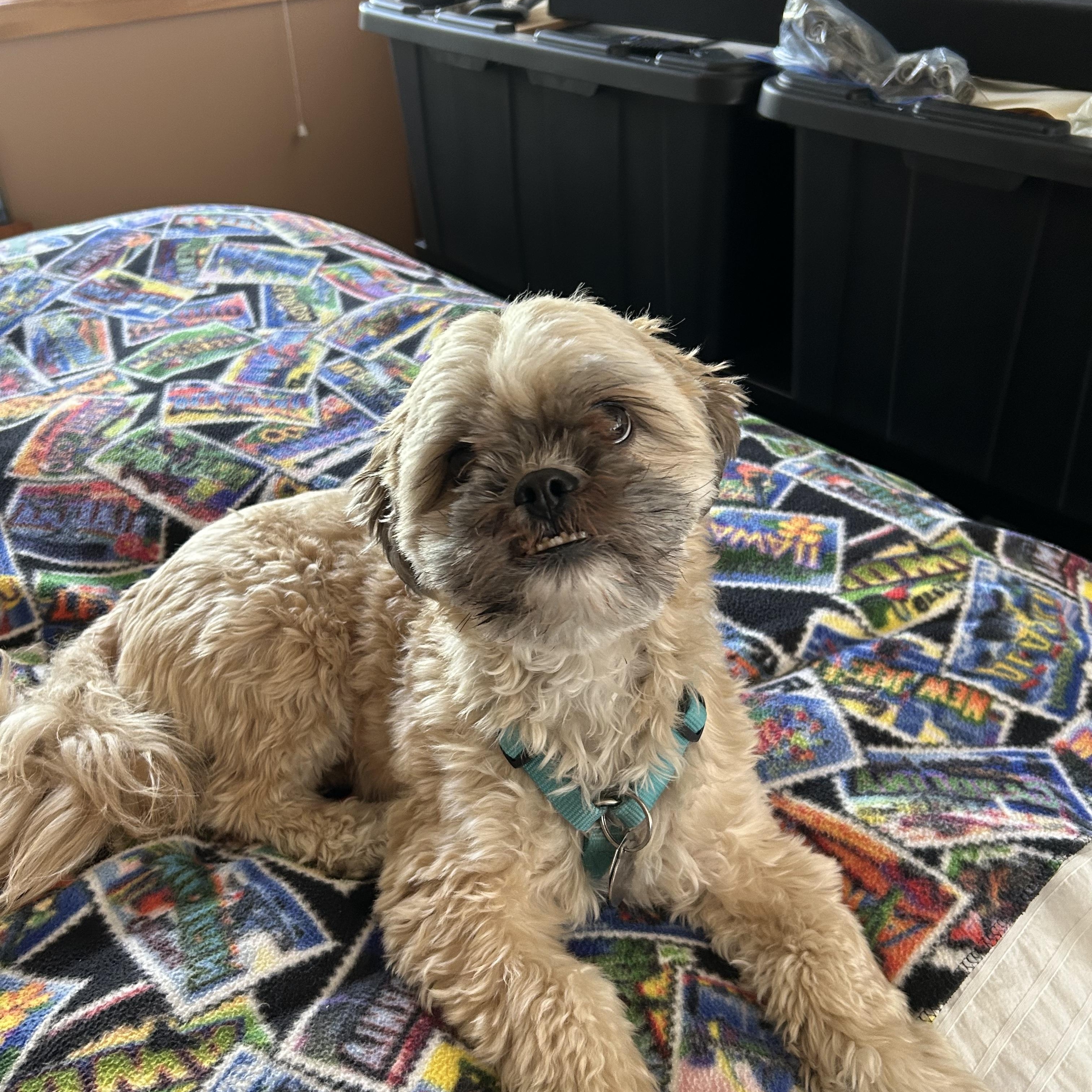 Chewy - photo 4