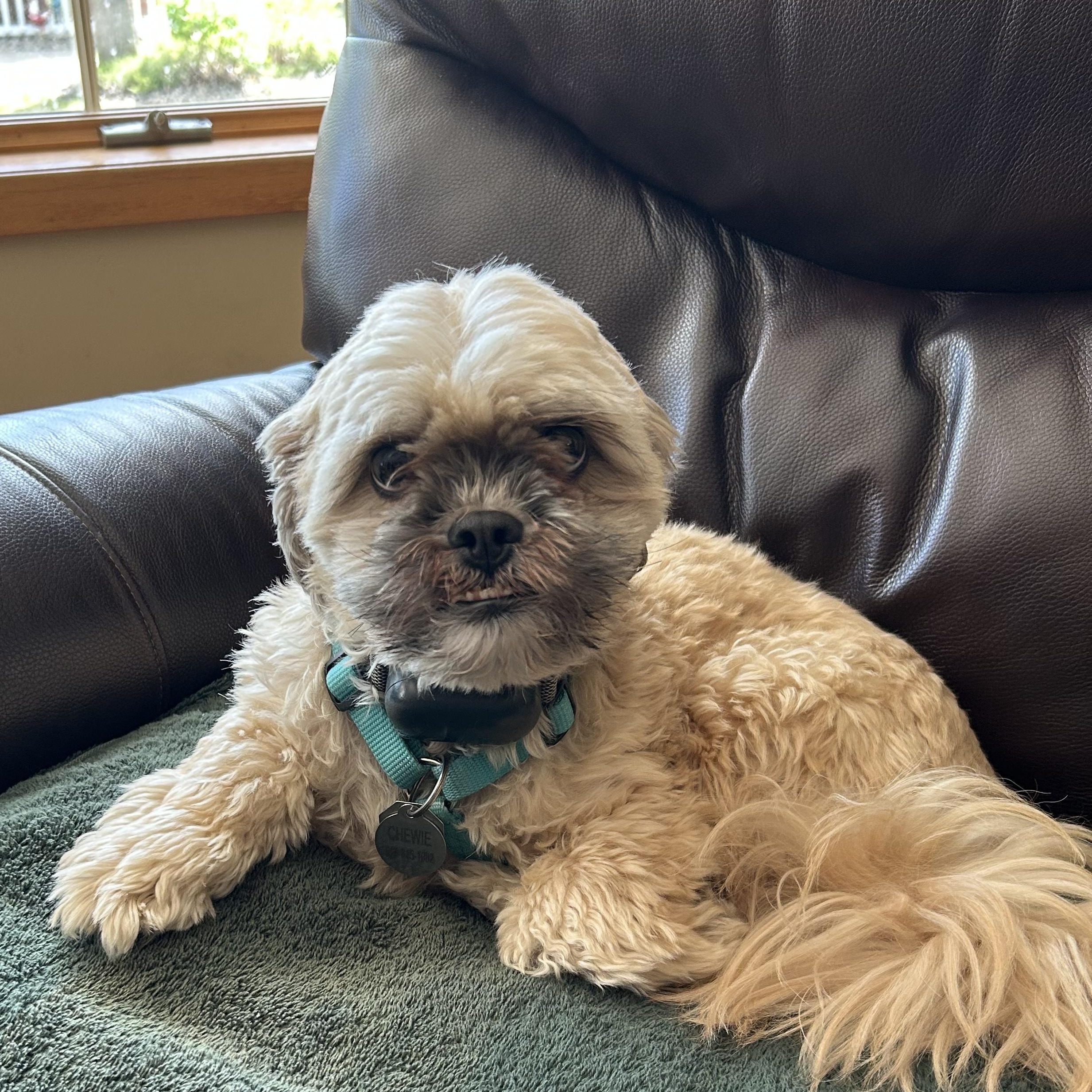 Chewy - photo 5