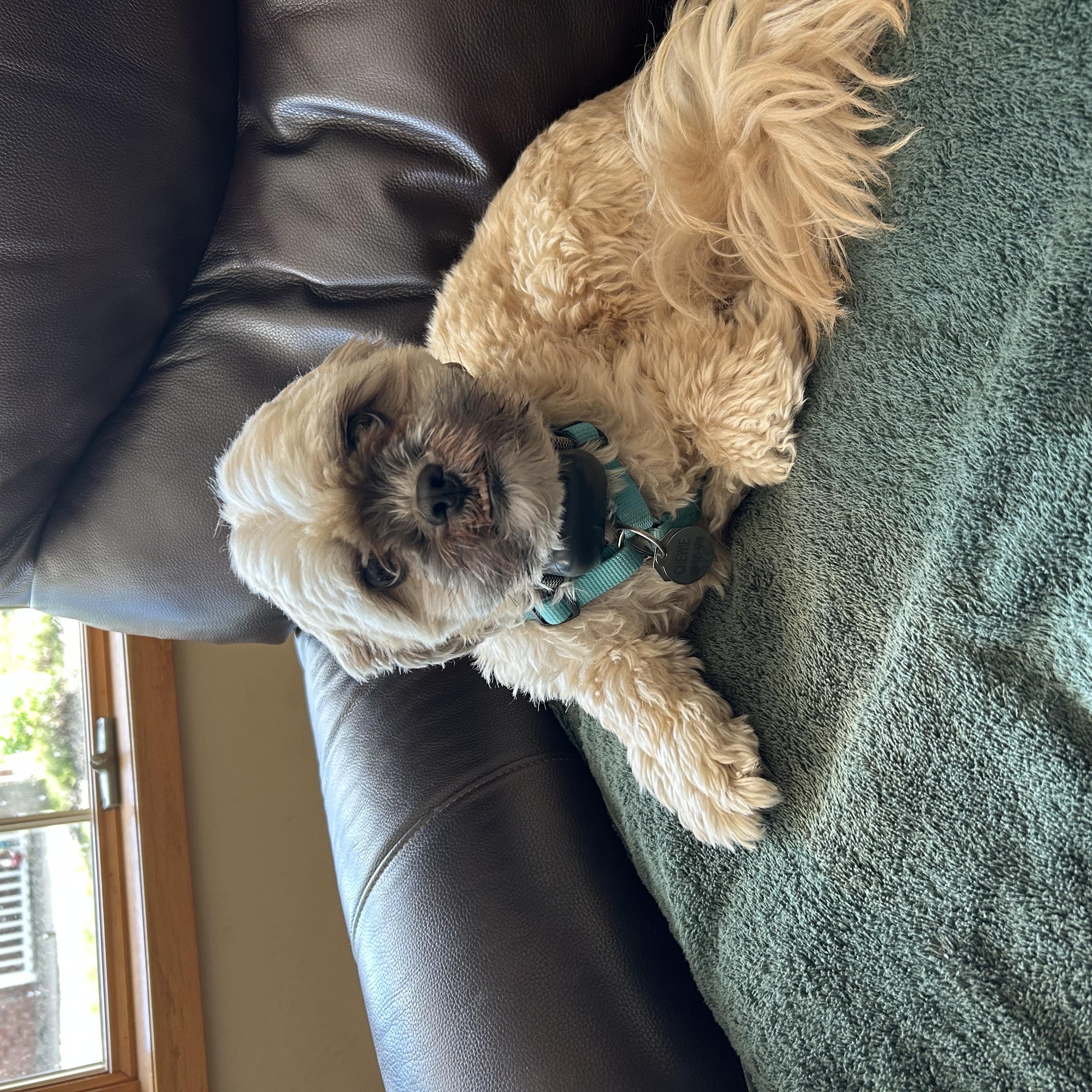 Chewy - photo 5