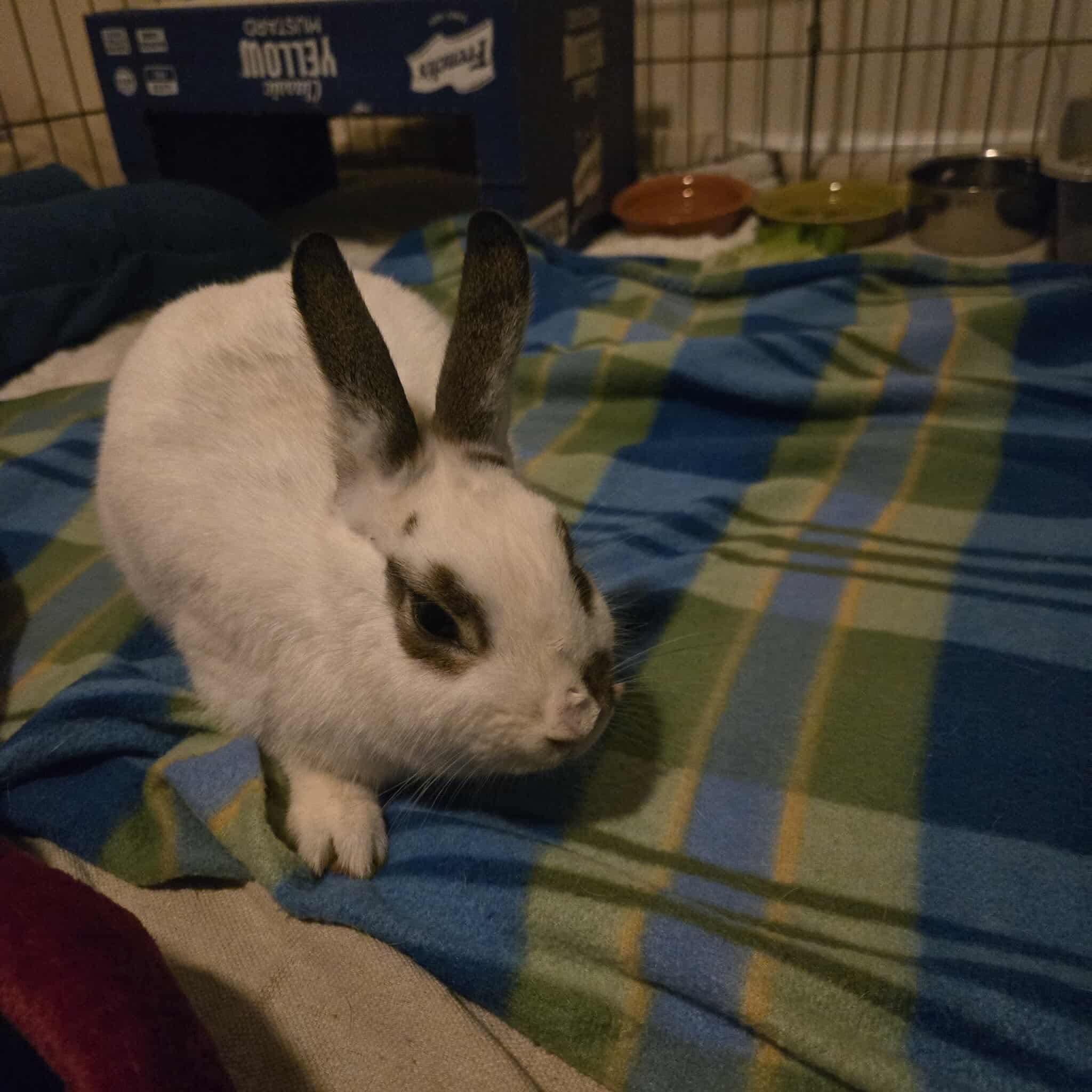 Enlarge Twinkle, a Adoptable mixed breed in Huntsville, AL image 2/6