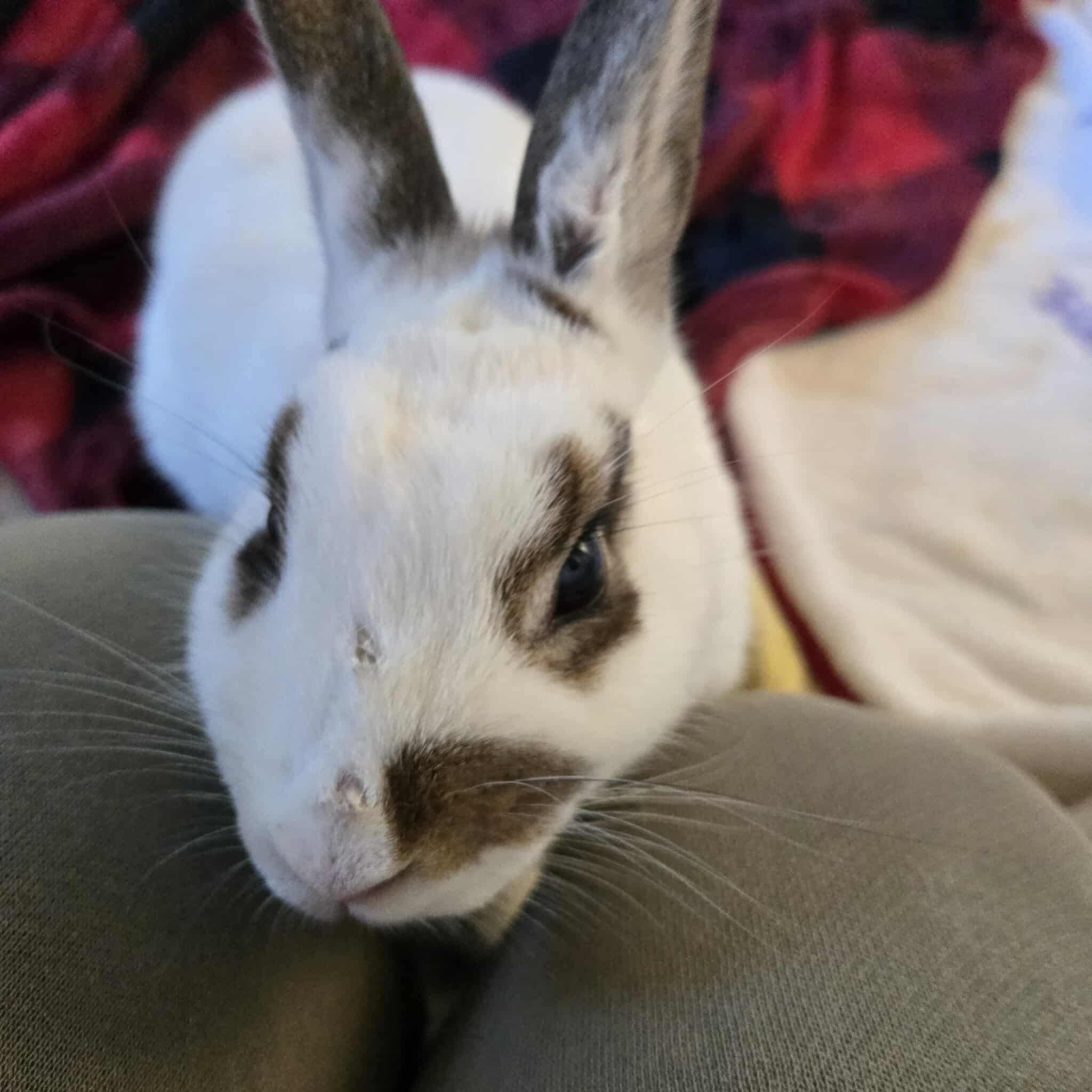 Enlarge Twinkle, a Adoptable mixed breed in Huntsville, AL image 3/6