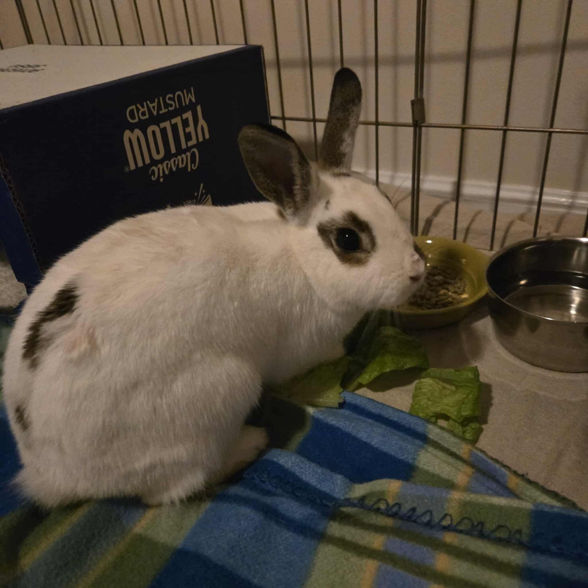 Enlarge Twinkle, a Adoptable mixed breed in Huntsville, AL image 4/6