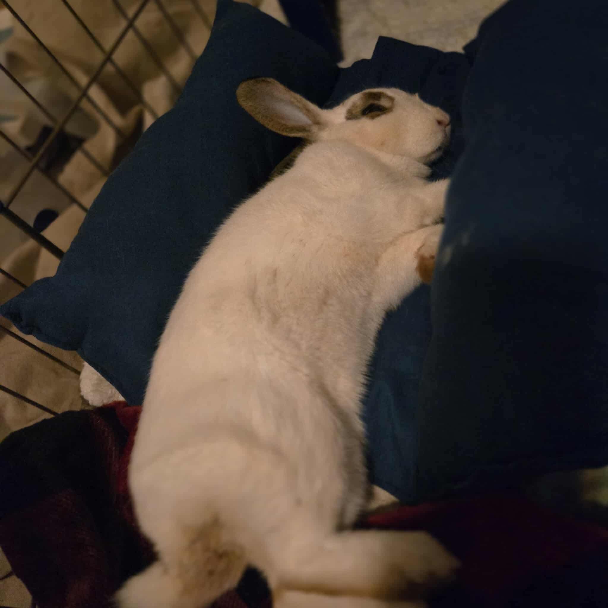 Enlarge Twinkle, a Adoptable mixed breed in Huntsville, AL image 5/6