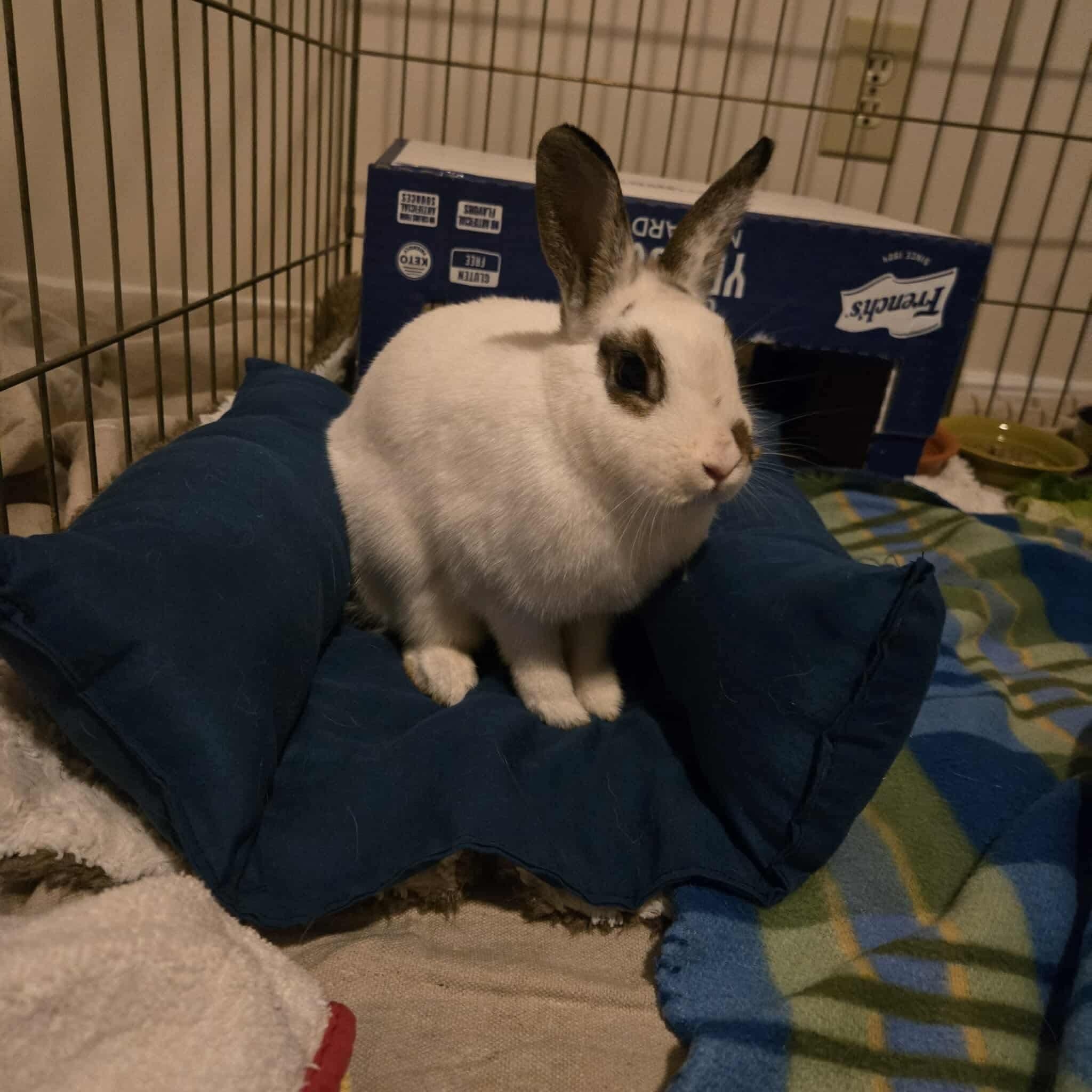 Enlarge Twinkle, a Adoptable mixed breed in Huntsville, AL image 1/6