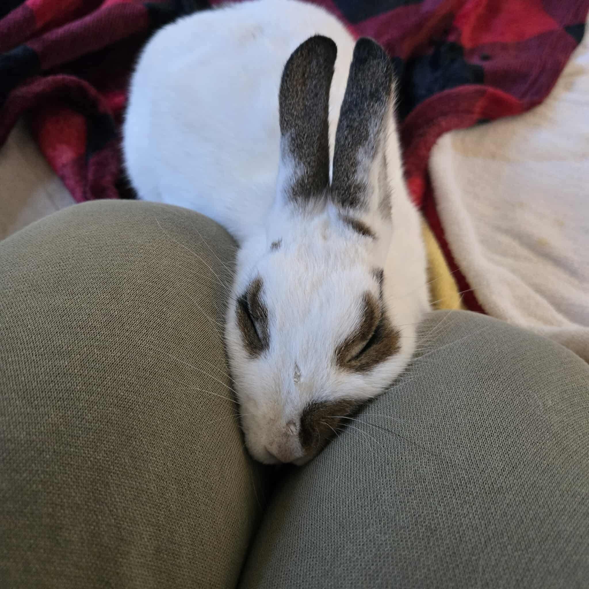 Enlarge Twinkle, a Adoptable mixed breed in Huntsville, AL image 6/6