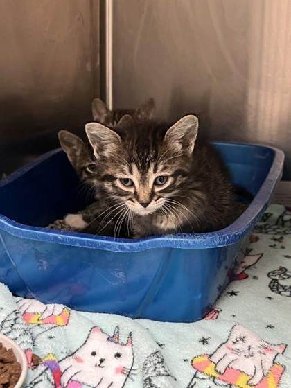 Norman, Adoptable, Kitten Male Domestic Short Hair & Domestic Short Hair.
