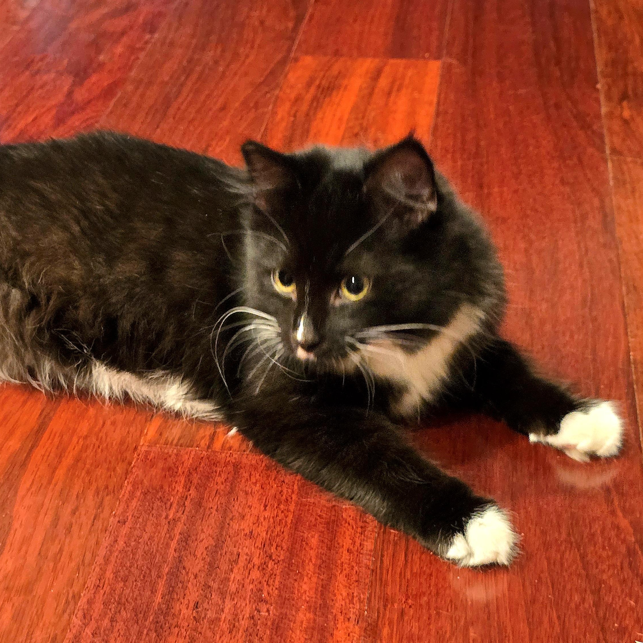 Monkey (Bonded with Chantilly), an adopted mixed breed in Silverton, OR image 2/2