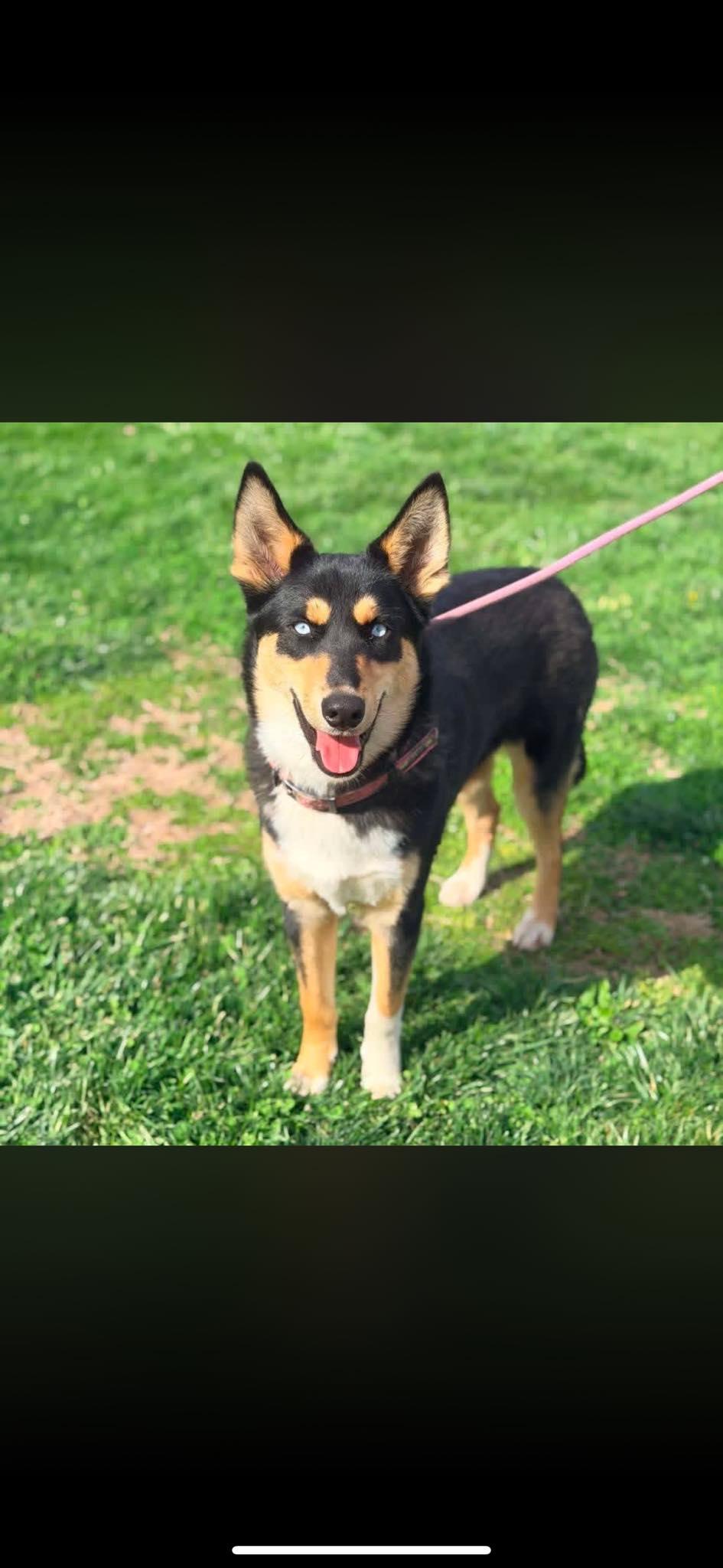 Enlarge Crystal , a ADOPTABLE mixed breed in Columbia, MD image 2/3