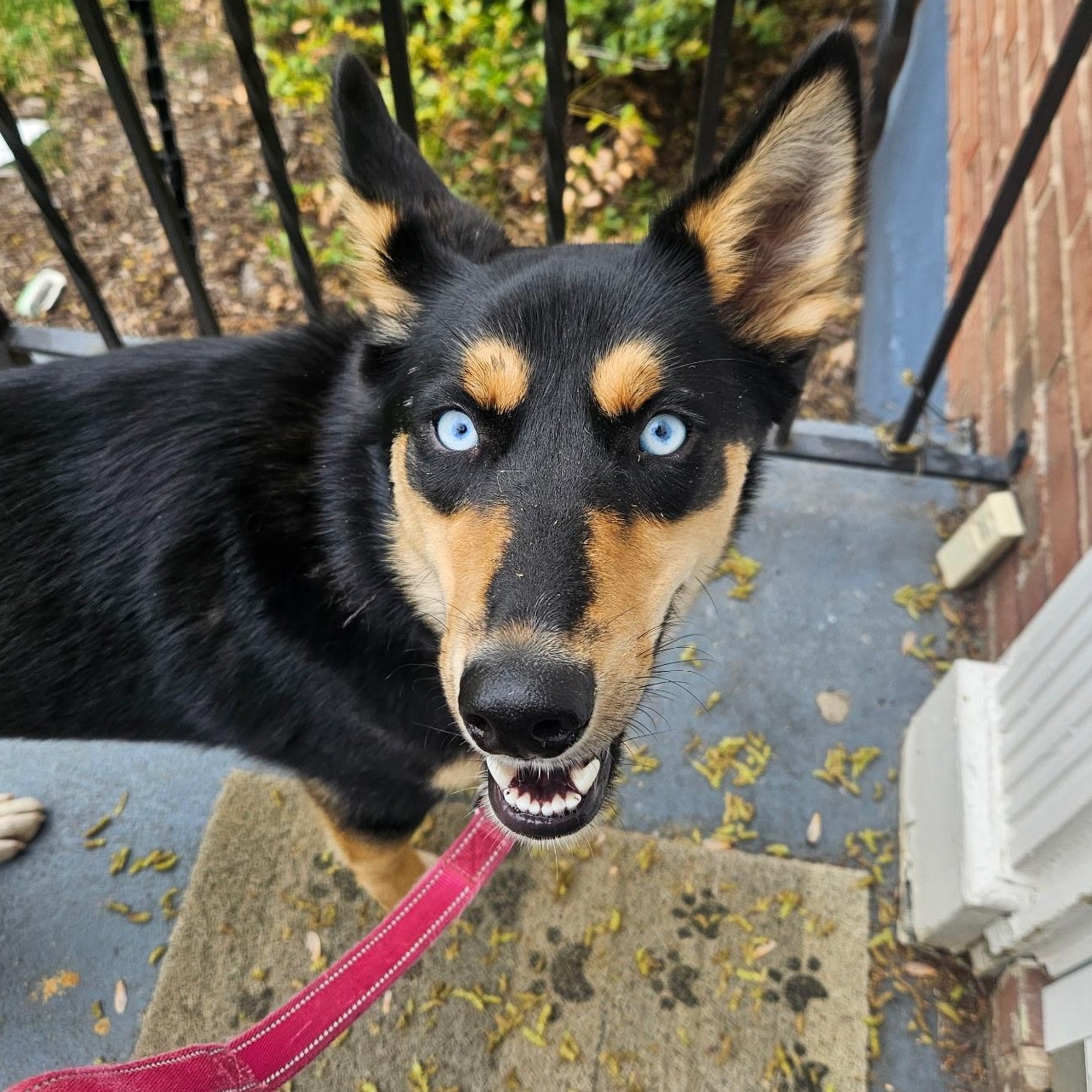 Crystal , ADOPTABLE, Adult Female Mixed Breed.