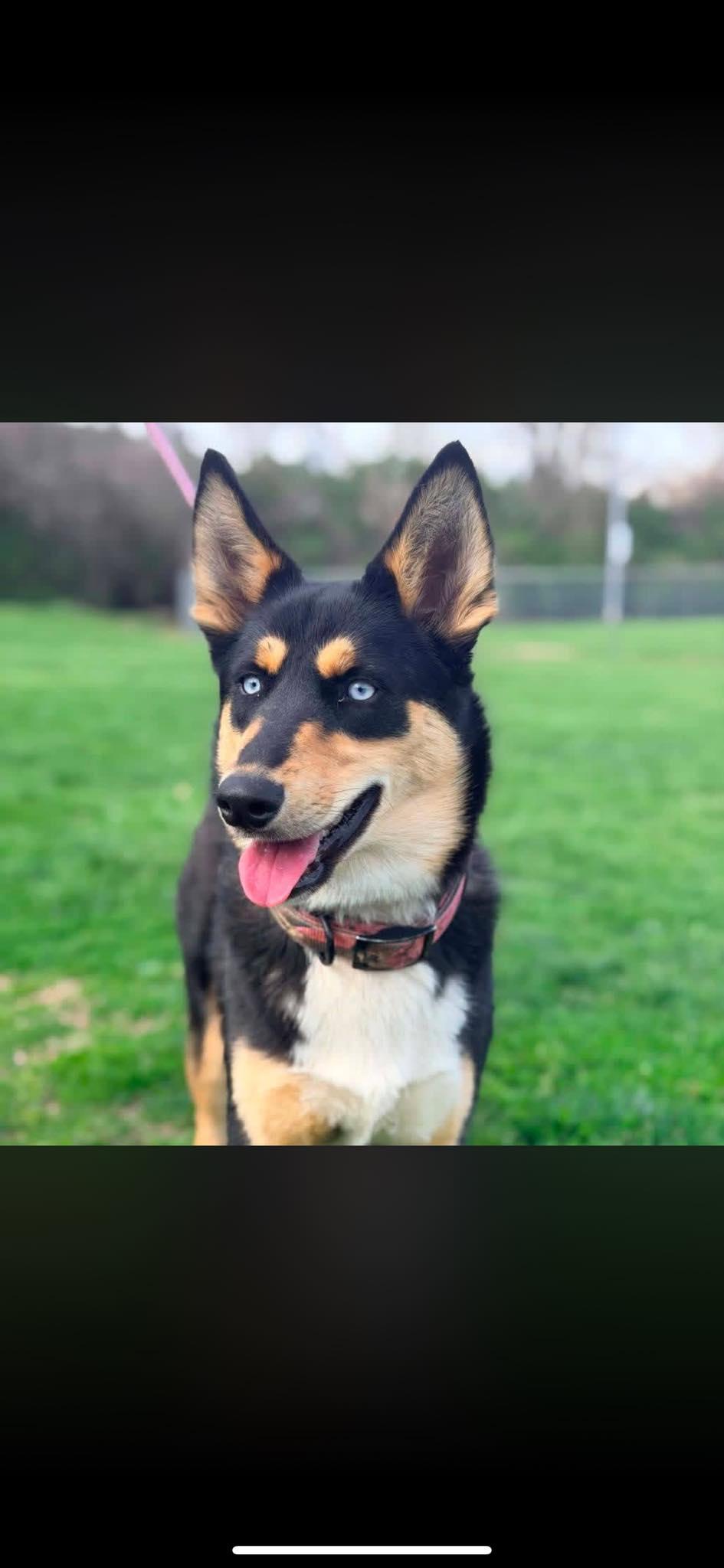 Enlarge Crystal , a ADOPTABLE mixed breed in Columbia, MD image 1/3