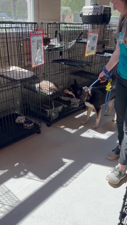 Enlarge Crystal , a ADOPTABLE mixed breed in Columbia, MD video 3/3