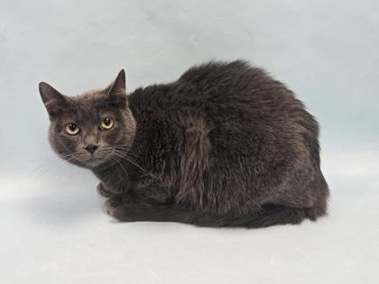 Sky, Adoptable, Adult Female Domestic Short Hair.