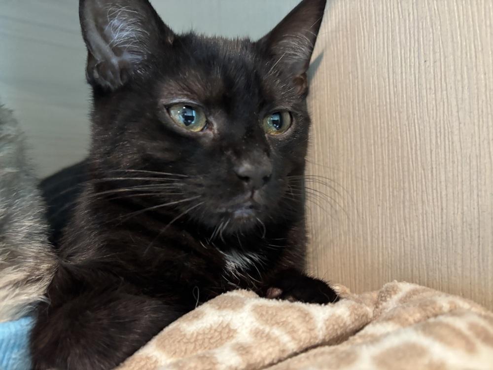 Enlarge Lola, a Adoptable mixed breed in Norristown, PA image 1/2