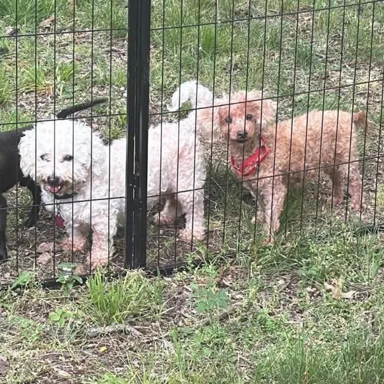 Enlarge Penny bonded to Lulu, a Adoptable Miniature Poodle in Rochester, MN image 1/6