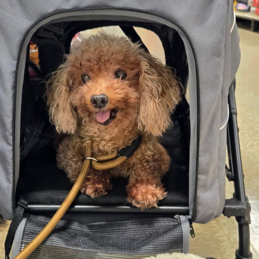 Enlarge Penny bonded to Lulu, a Adoptable Miniature Poodle in Rochester, MN image 2/6