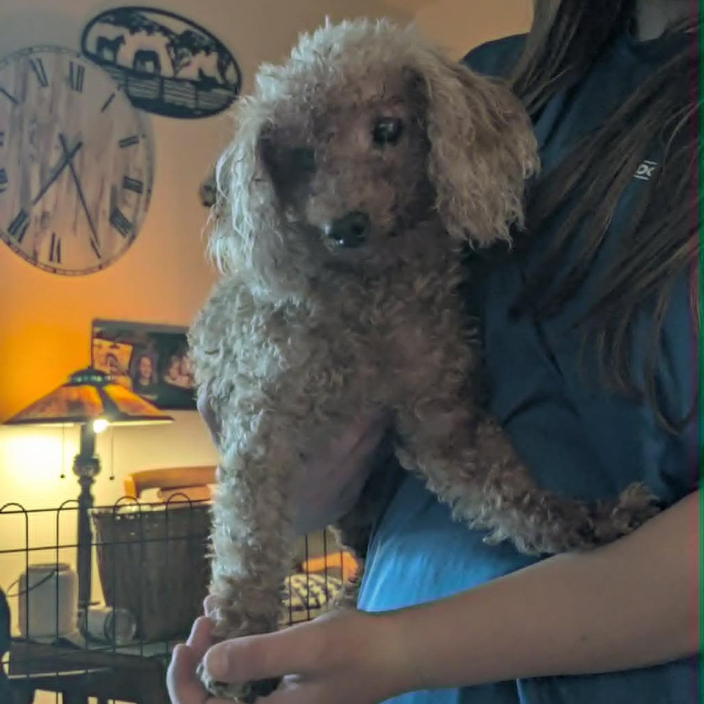 Enlarge Penny bonded to Lulu, a Adoptable Miniature Poodle in Rochester, MN image 3/6
