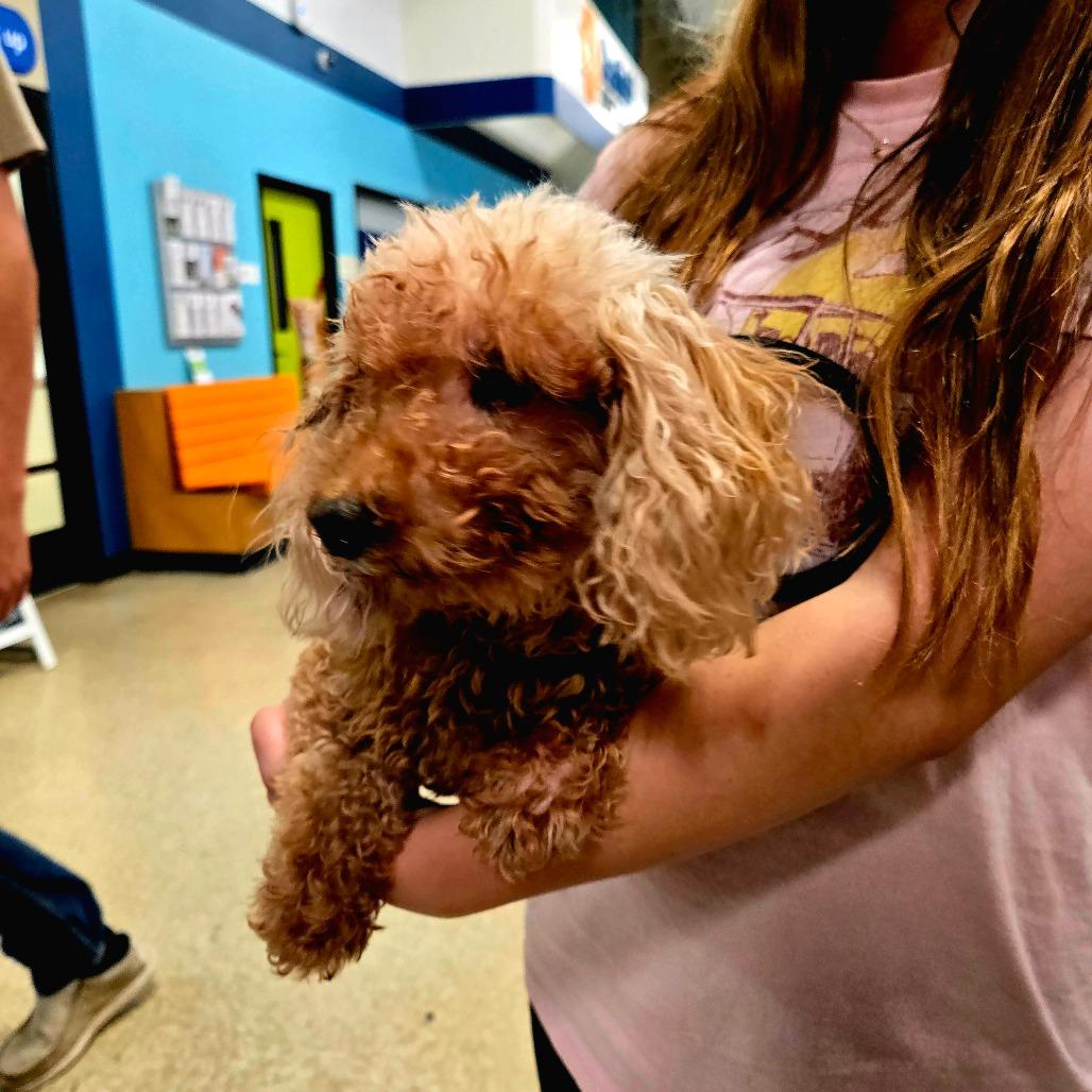 Enlarge Penny bonded to Lulu, a Adoptable Miniature Poodle in Rochester, MN image 4/6