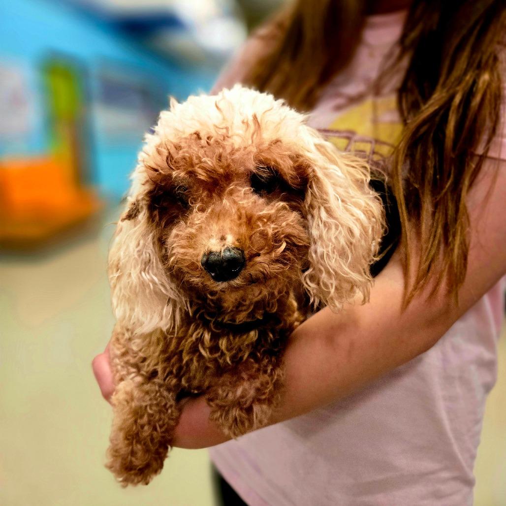 Enlarge Penny bonded to Lulu, a Adoptable Miniature Poodle in Rochester, MN image 5/6