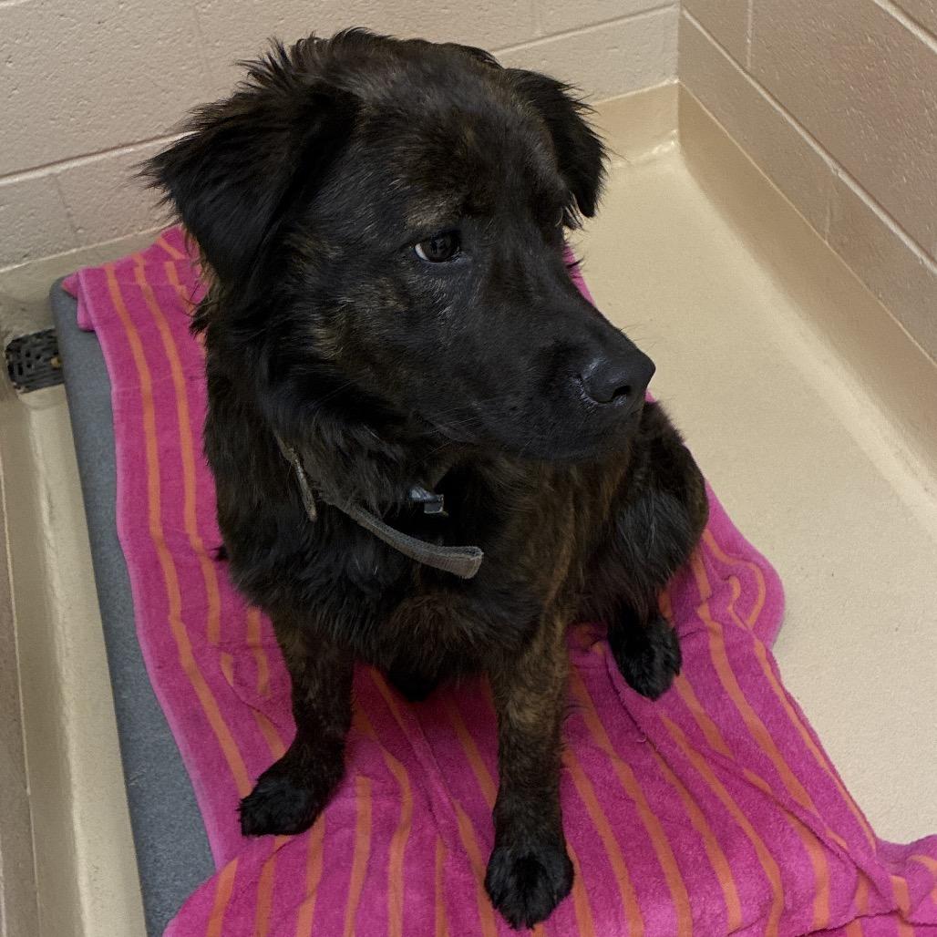 Clover, Adoptable, Young Female Mixed Breed.