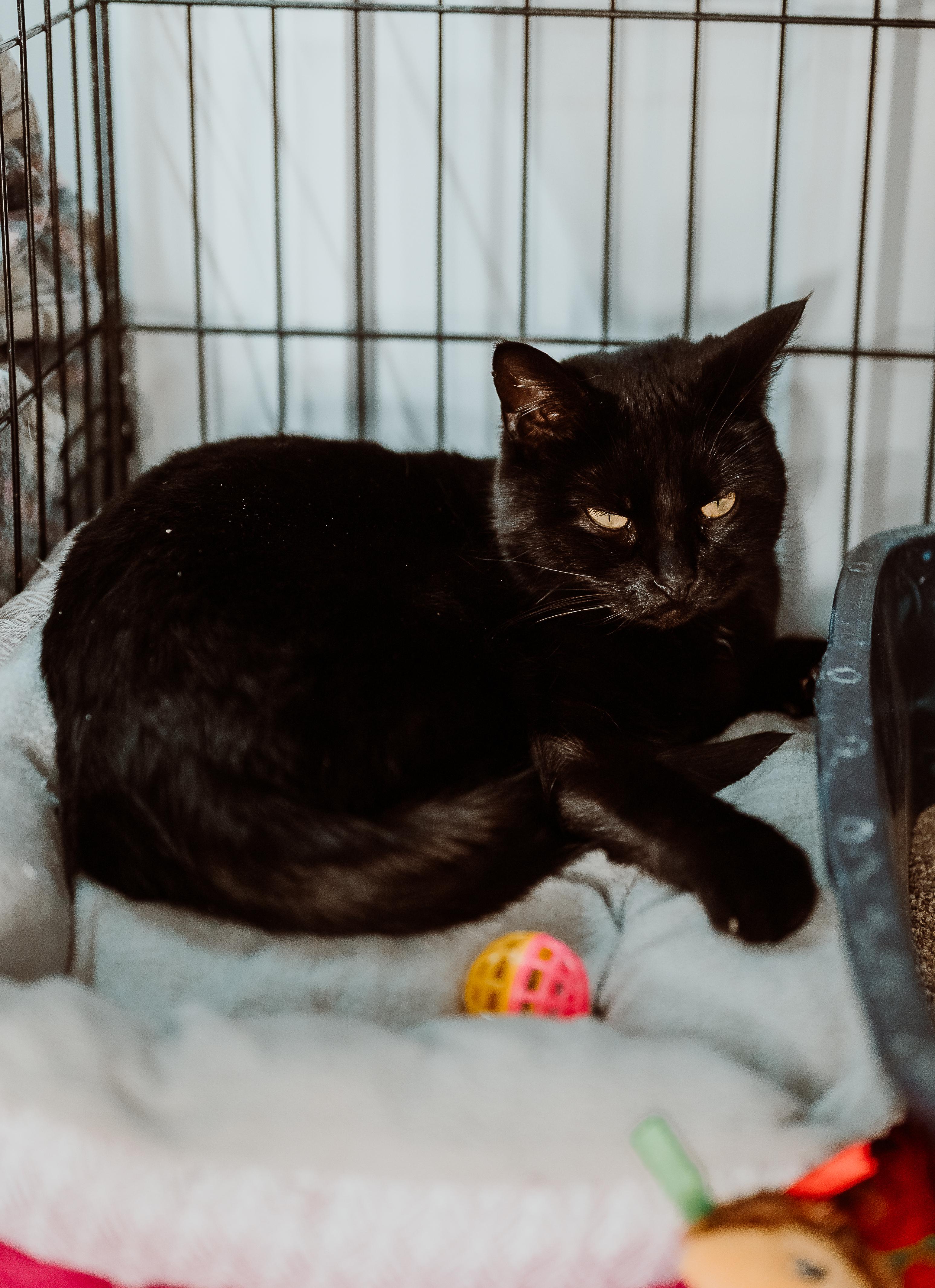 Astrid, ADOPTABLE, Adult Female Domestic Short Hair.